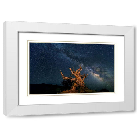 The Galaxy And Ancient Bristlecone Pine White Modern Wood Framed Art Print with Double Matting by Hua