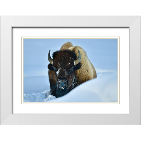 Winter Bison White Modern Wood Framed Art Print with Double Matting by Suradji, Surjanto
