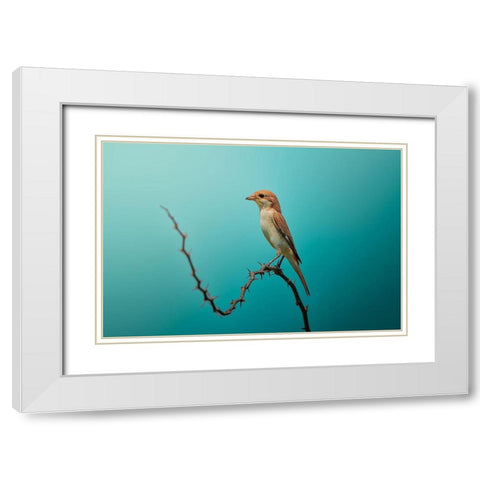 Red Tailed Shrike! White Modern Wood Framed Art Print with Double Matting by Pezeshki, Sina
