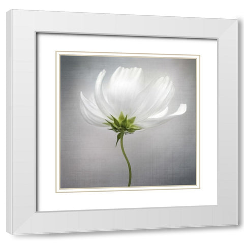 Cosmos *** White Modern Wood Framed Art Print with Double Matting by Disher, Mandy
