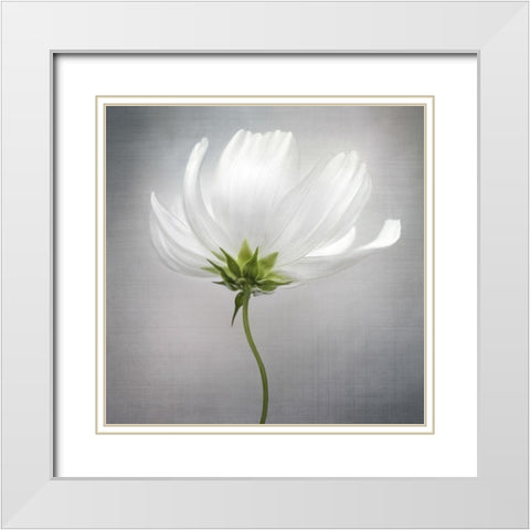 Cosmos *** White Modern Wood Framed Art Print with Double Matting by Disher, Mandy