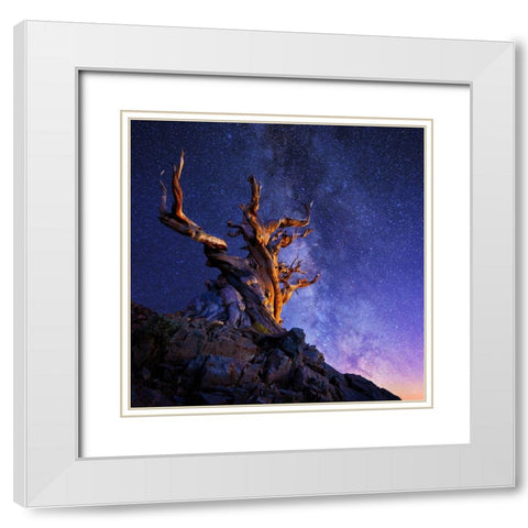 The Ancient Tree White Modern Wood Framed Art Print with Double Matting by Suradji, Surjanto