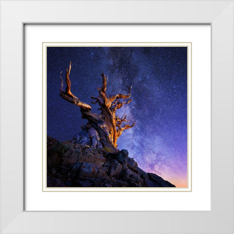 The Ancient Tree White Modern Wood Framed Art Print with Double Matting by Suradji, Surjanto