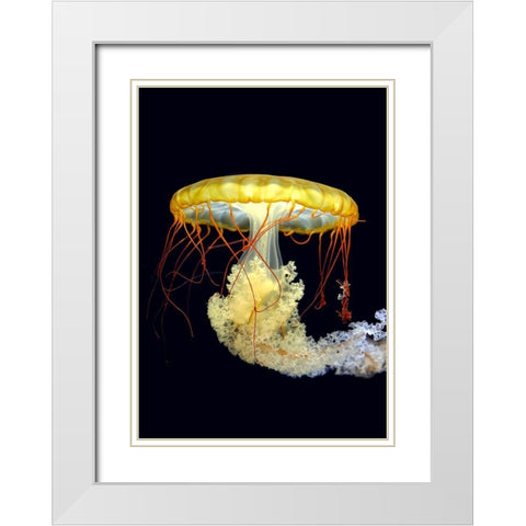 *** White Modern Wood Framed Art Print with Double Matting by Fyb