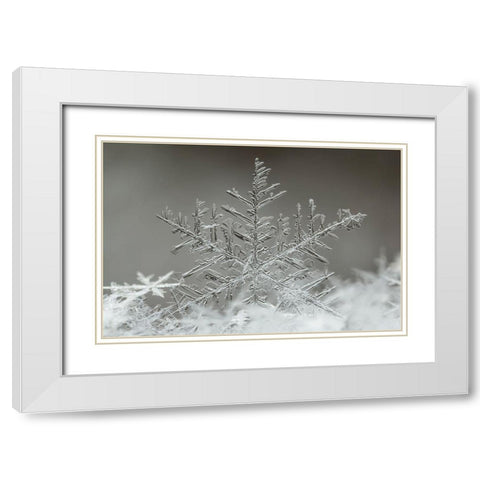 Snowflake White Modern Wood Framed Art Print with Double Matting by Naidandorj, Tsolmon
