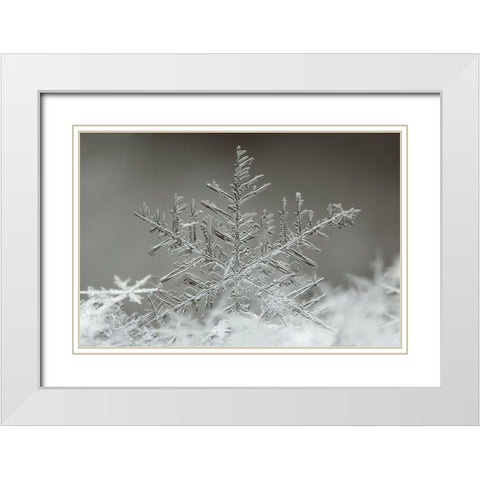 Snowflake White Modern Wood Framed Art Print with Double Matting by Naidandorj, Tsolmon