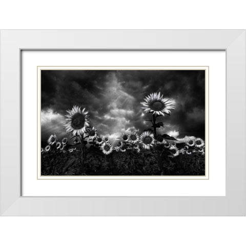 Sunflowers White Modern Wood Framed Art Print with Double Matting by Osuna, Fran