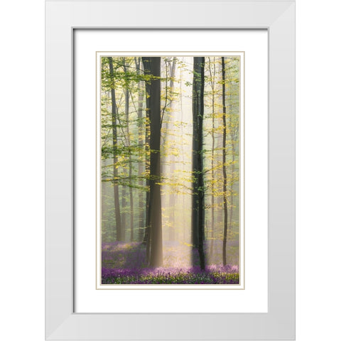 Misty Sunrise In Hallerbos White Modern Wood Framed Art Print with Double Matting by VLAICU, Denisa