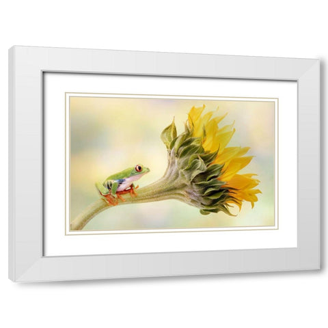 Red Eyed Tree Frog On A Sunflower White Modern Wood Framed Art Print with Double Matting by D Lester, Linda