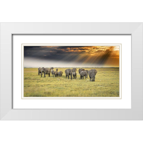 For The Love Of Elephants White Modern Wood Framed Art Print with Double Matting by C. Sink, Jeffrey
