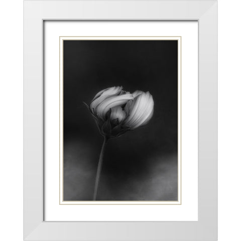 Cosmos White Modern Wood Framed Art Print with Double Matting by Gronkjar, Lotte