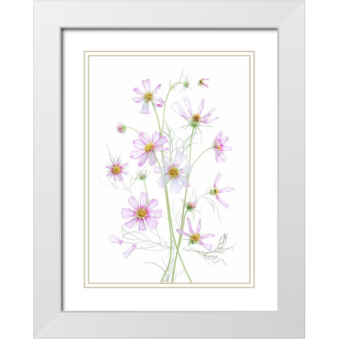 Cosmos White Modern Wood Framed Art Print with Double Matting by Zhou, Fangping