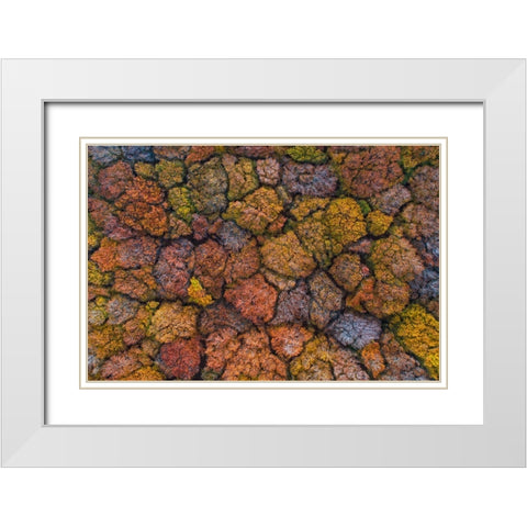 Above The Autumn White Modern Wood Framed Art Print with Double Matting by Ruoppolo, Luigi