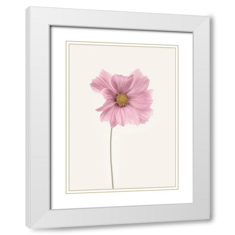 Cosmos Flower White Modern Wood Framed Art Print with Double Matting by Gronkjar, Lotte