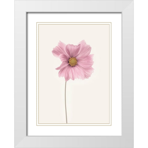 Cosmos Flower White Modern Wood Framed Art Print with Double Matting by Gronkjar, Lotte