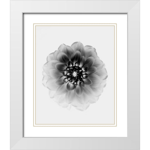X-Ray White Modern Wood Framed Art Print with Double Matting by Zhao, Alex
