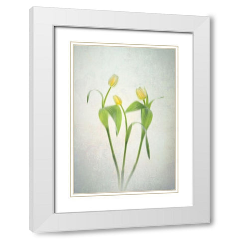 Yellow Tulips White Modern Wood Framed Art Print with Double Matting by Jacobs, Lydia