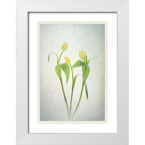 Yellow Tulips White Modern Wood Framed Art Print with Double Matting by Jacobs, Lydia