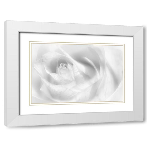 Hint Of A Rose White Modern Wood Framed Art Print with Double Matting by Pfeiffer, Peter