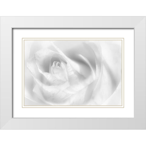 Hint Of A Rose White Modern Wood Framed Art Print with Double Matting by Pfeiffer, Peter