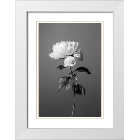 Peony BW White Modern Wood Framed Art Print with Double Matting by 1x Studio III