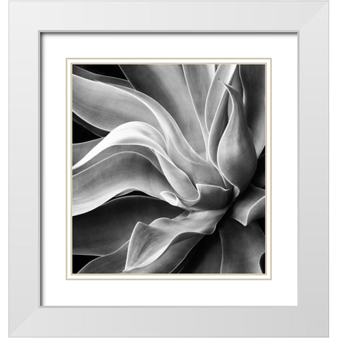 Agave Abstract, Summer 2022 White Modern Wood Framed Art Print with Double Matting by Wechsler, Robin