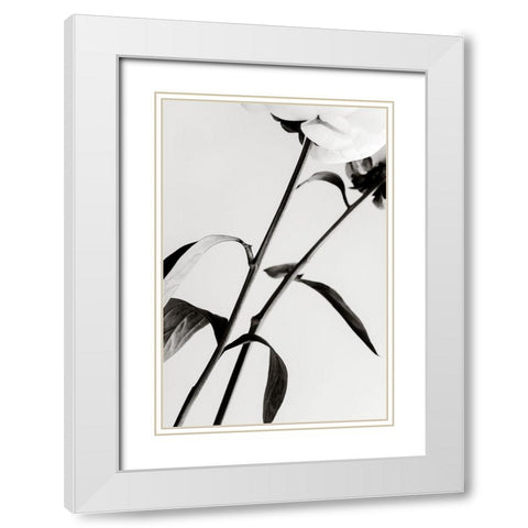 Peony 08 White Modern Wood Framed Art Print with Double Matting by 1x Studio III
