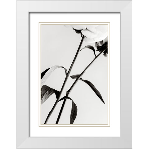 Peony 08 White Modern Wood Framed Art Print with Double Matting by 1x Studio III