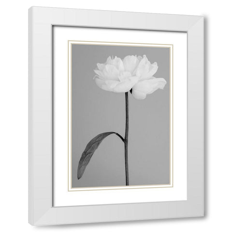 Peony 14 White Modern Wood Framed Art Print with Double Matting by 1x Studio III