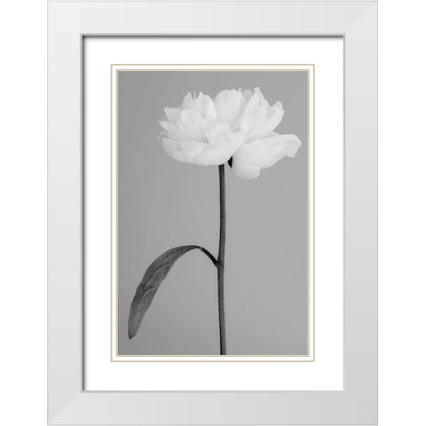 Peony 14 White Modern Wood Framed Art Print with Double Matting by 1x Studio III