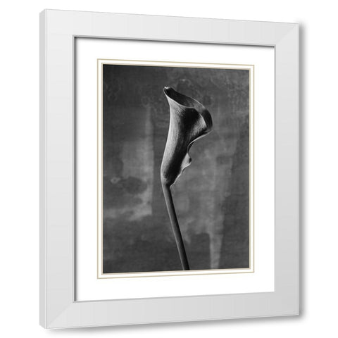Flower_3 White Modern Wood Framed Art Print with Double Matting by Mori, Kenji