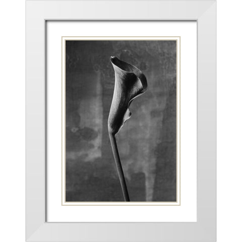 Flower_3 White Modern Wood Framed Art Print with Double Matting by Mori, Kenji