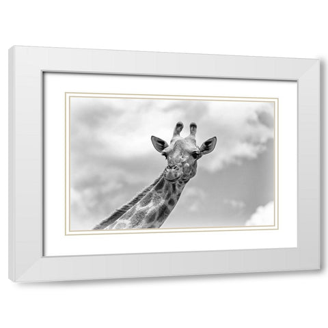 The giraffe - Wildlife V White Modern Wood Framed Art Print with Double Matting by Richter, Regine