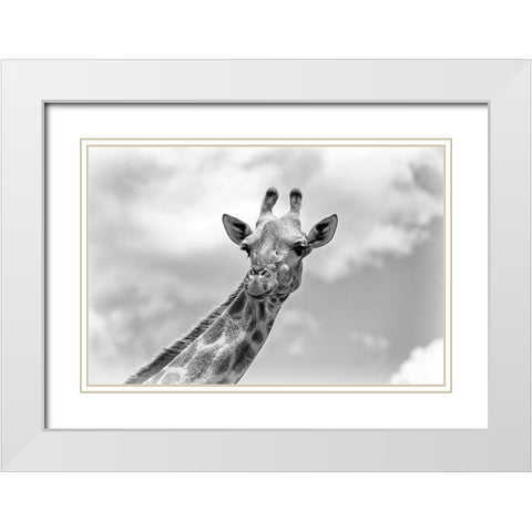 The giraffe - Wildlife V White Modern Wood Framed Art Print with Double Matting by Richter, Regine