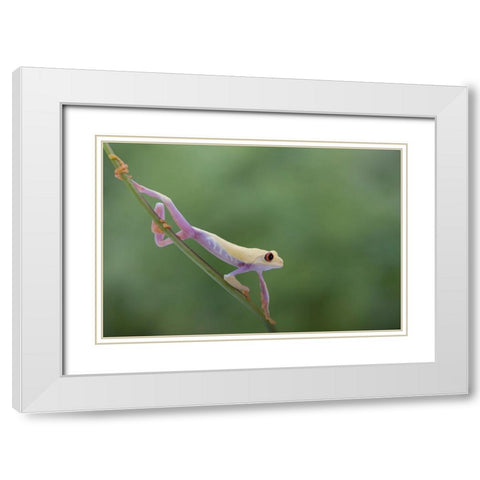 Morning Stretch White Modern Wood Framed Art Print with Double Matting by Wolbers, Louise