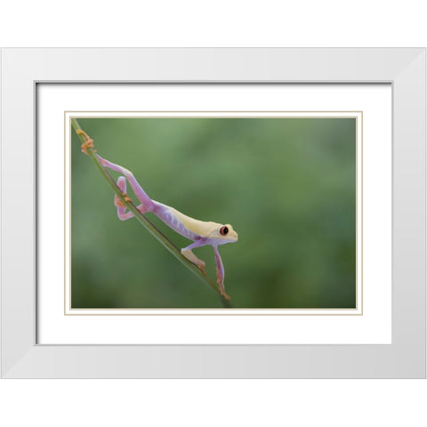 Morning Stretch White Modern Wood Framed Art Print with Double Matting by Wolbers, Louise