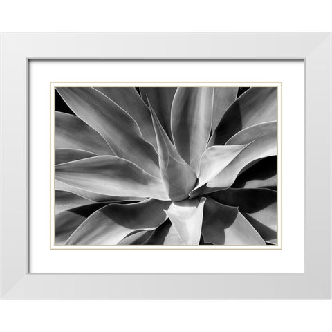 The Cone White Modern Wood Framed Art Print with Double Matting by Schull, Harald
