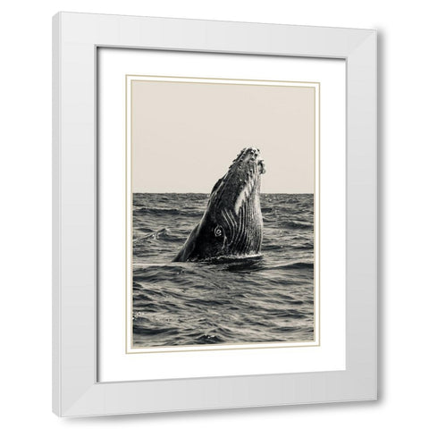 Secret Of Whale White Modern Wood Framed Art Print with Double Matting by Melesan, Serge