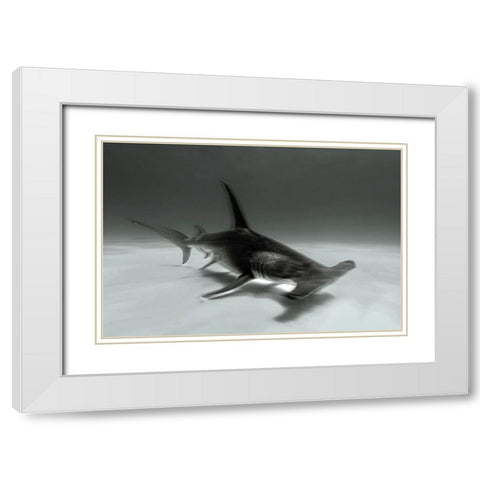 Great Hammerhead White Modern Wood Framed Art Print with Double Matting by Melesan, Serge