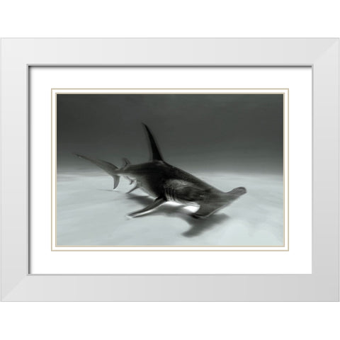 Great Hammerhead White Modern Wood Framed Art Print with Double Matting by Melesan, Serge