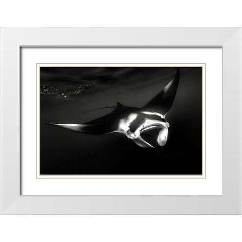 The Manta White Modern Wood Framed Art Print with Double Matting by Melesan, Serge