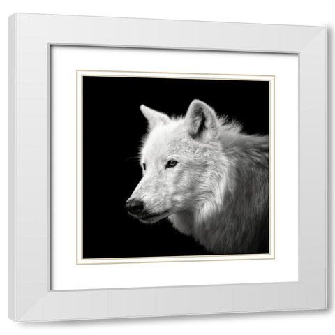 White Wolf #2 White Modern Wood Framed Art Print with Double Matting by Meermann, Christian