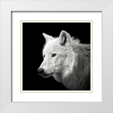 White Wolf #2 White Modern Wood Framed Art Print with Double Matting by Meermann, Christian
