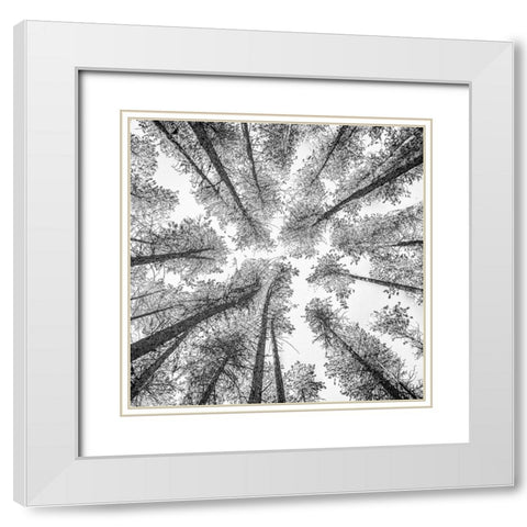Tree Etching 002 White Modern Wood Framed Art Print with Double Matting by Darby, Rob