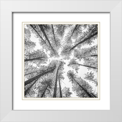 Tree Etching 002 White Modern Wood Framed Art Print with Double Matting by Darby, Rob