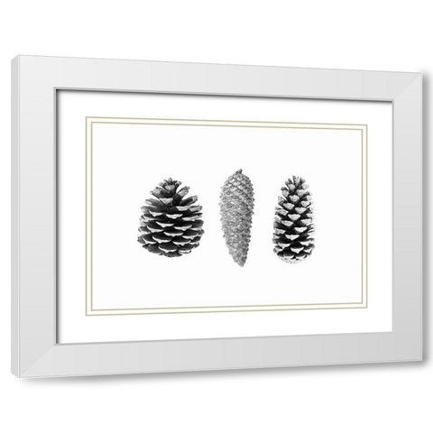 Pine Cone Study White Modern Wood Framed Art Print with Double Matting by Pienaar, Kathrin