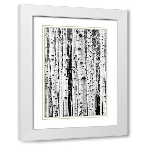 Birches White Modern Wood Framed Art Print with Double Matting by Pienaar, Kathrin
