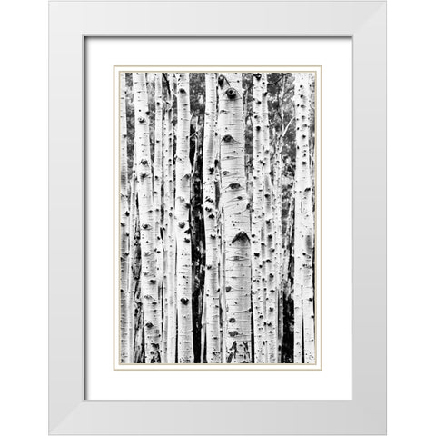 Birches White Modern Wood Framed Art Print with Double Matting by Pienaar, Kathrin
