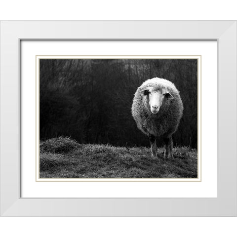 Wondering Sheep White Modern Wood Framed Art Print with Double Matting by Ajven