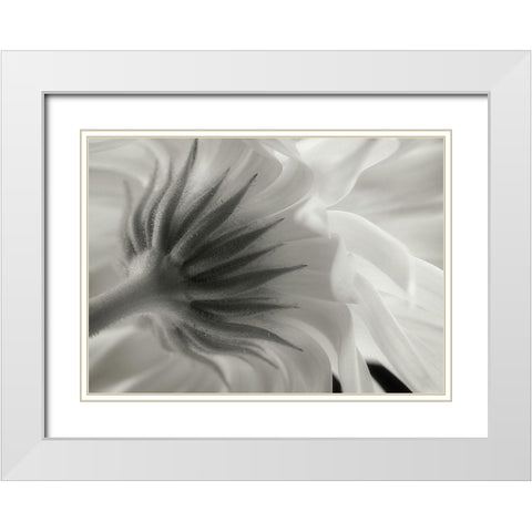 Calendula White Modern Wood Framed Art Print with Double Matting by Gronkjar, Lotte
